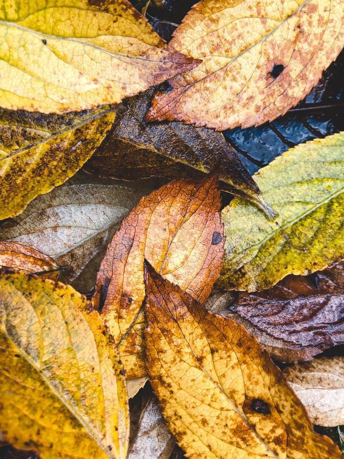 Atputas Vieta Braltirumi Purciems Bagian luar foto